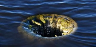 ARK 21Shares Bitcoin ETF Logs $88M of Outflows, Overtaking Grayscale for First Time