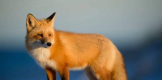 Bitcoin Is Coming to Ethereum Stalwart MetaMask: Sources