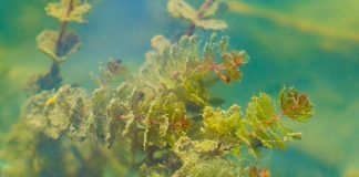 Algae offer real potential as a renewable electricity source, research shows
