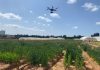 Drones and genetics team up for drought-smart wheat