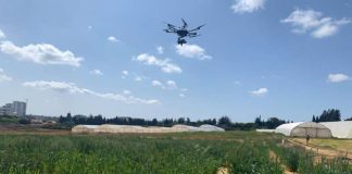 Drones and genetics team up for drought-smart wheat