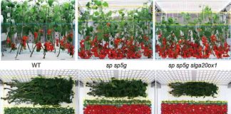Editing Green Revolution genes to boost tomato production efficiency for vertical farming