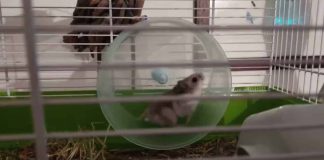This DIY internet-connected hamster wheel lets you see how fast your fluffy friend is going