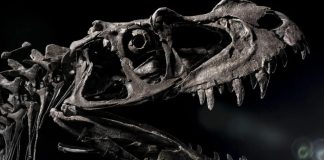 A Fossil Just Sold for $30.5 Million—Why This Dinosaur Is Worth More Than Gold