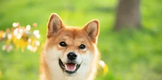 If You’d Invested $1,000 in SHIB 5 Years Ago, Here’s How Much You’d Have Today