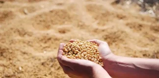 Soybeans Post Friday Gains, Despite Larger US Stocks