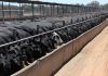 Australia expands grain-fed beef exports as US production falters