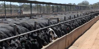 Australia expands grain-fed beef exports as US production falters
