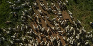 Last Bastion for Cheap Beef Fades in Latest Affordability Threat