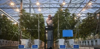 Pot stocks are soaring on news that Trump is set to ease federal restrictions