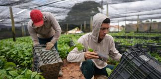 Brazil robusta coffee growers push for quality amid rising prices and climate concerns