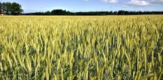 Wheat Falling on Tuesday’s Midday
