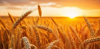 Regulatory Delays and Weakening Margins Weigh on Morgan Stanley’s ADM Outlook