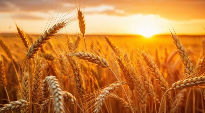 Screenshot 2026-01-28 130650